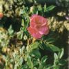 Rose Flower Extract